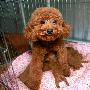 玩具型贵宾犬一胎生九崽 请狗奶妈帮忙（图） 动物世界