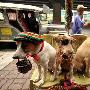 菲律宾小狗戴墨镜街头乞讨（图） 动物世界