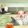 搞笑瞬间：猪看报纸狗打电话（图） 动物世界
