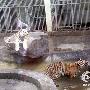 动物园引进小老虎 丹丹当当和同胞兄弟团聚（图） 动物世界