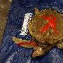 墨西哥湾漏油事件致海龟死亡（图） 动物世界
