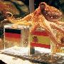 德国水族馆拒绝将章鱼保罗出售至西班牙（图） 动物世界