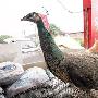 流浪孔雀遭犬欺 店主救生难处理（图） 动物世界