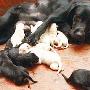 狗妈妈一胎生16只狗崽 寻“狗奶妈”（图） 动物世界