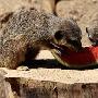 动物园猫鼬吃西瓜消暑（图） 动物世界