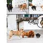 一猫斗三犬！（图） 动物世界