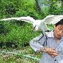 富顺板桥镇白鹭成宠物 卖乖撒娇样样来（图） 动物世界