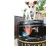 街头怪人垃圾桶内卖唱成名人 小狗看守赏金（图） 动物世界