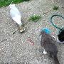 英国海鸥摔伤后与宠物猫成为朋友（图） 动物世界