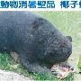 高温来袭 台动物园防暑有妙招（图） 动物世界