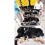 藏獒一家5口全中暑 宠物诊所排队输液（图） 动物世界