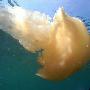 英國潛水員與巨型金色水母親密接觸（圖） 動物世界