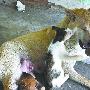 小猫把母狗当妈 天天撒娇吃狗奶情同母子（图） 动物世界