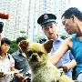 成都：养犬条例今起实施市（图） 动物世界