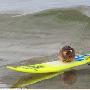 澳男子将宠物鼠训练成“冲浪高手”（图） 动物世界