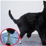 英国科学家给残疾猫装上仿生机械腿（图） 动物世界