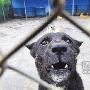 成都22种禁养犬不到4000只 流浪狗潮不会爆发（图） 动物世界