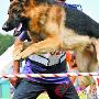 华南大盘基本难养大型犬（图） 动物世界