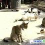 台湾“猫街”爆红 变弃猫天堂（图） 动物世界