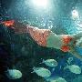 俄罗斯“美人鱼”游进北京水族馆(（图） 动物世界