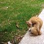 流浪猫连遭毒手 疑叫春惹祸1天连死8只（图） 动物世界