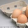 英国母鸡产下超大蛋可能为世界最大鸡蛋（图） 动物世界