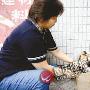 母猫惦记幼崽钻水沟喂食（图） 动物世界