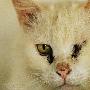 可爱白猫惨被剜眼 走进小动物救助中心（图） 动物世界