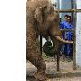 动物园提前过端午大象吃了个大粽子（图） 动物世界
