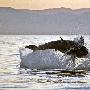 大白鲨跃出水面捕食海豹（图） 动物世界