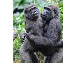 悉尼两只大猩猩初次见面拥抱示好（图） 动物世界