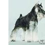 名贵宠物犬成飞车贼抢夺新目标（图） 动物世界