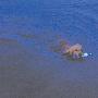 小狗每晚游泳避暑（图） 动物世界