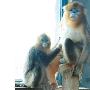 动物版“非诚勿扰” 金丝猴相亲一见钟情（图） 动物世界