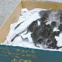 母猫产11崽 小猫吃奶得排号（图） 动物世界