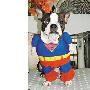 台湾宠物狗人气旺 爱穿超人装（图） 动物世界
