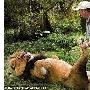 英國動物飼養員給雄獅做足底按摩（圖） 動物世界