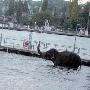 瑞士动物园大象出逃在市区闲逛2小时（图） 动物世界