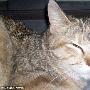 美"猫坚强"头部被插进一根长钉仍存活 （图） 动物世界