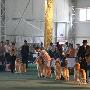 秀冠之夏 秀出夏日绚丽色彩（图） 动物世界