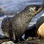 罕见：白化海狗与黑色同伴对比鲜明（图） 动物世界