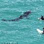 4米长姥鲨与英国海岸冲浪者同游（图） 动物世界