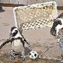 企鹅水族馆里“踢足球”迎接世界杯 （图） 动物世界