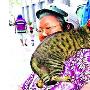 可爱小猫戴安全帽（图） 动物世界