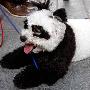 雷你没商量 宠物狗狗变“熊猫”（图） 动物世界
