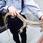 扬州现巨蜥身长1.2米 动物救护中心暂养保护 （图） 动物世界