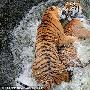 乌克兰动物园内上演“虎兄虎弟”嬉戏式搏斗（图） 动物世界