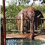 南非动物园大象每天偷喝露天浴池水（图） 动物世界