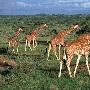 肯尼亚动物大迁徙 （图） 动物世界