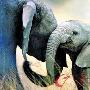 趣闻：猴子尊老爱幼 大象挺身救羚羊（图） 动物世界